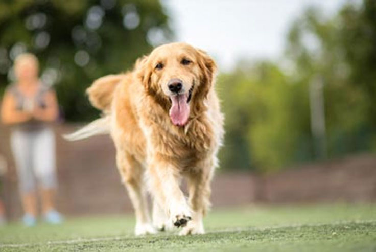 happy dog running on grass