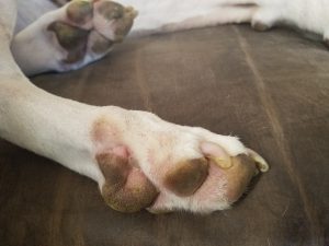 dog foot pad